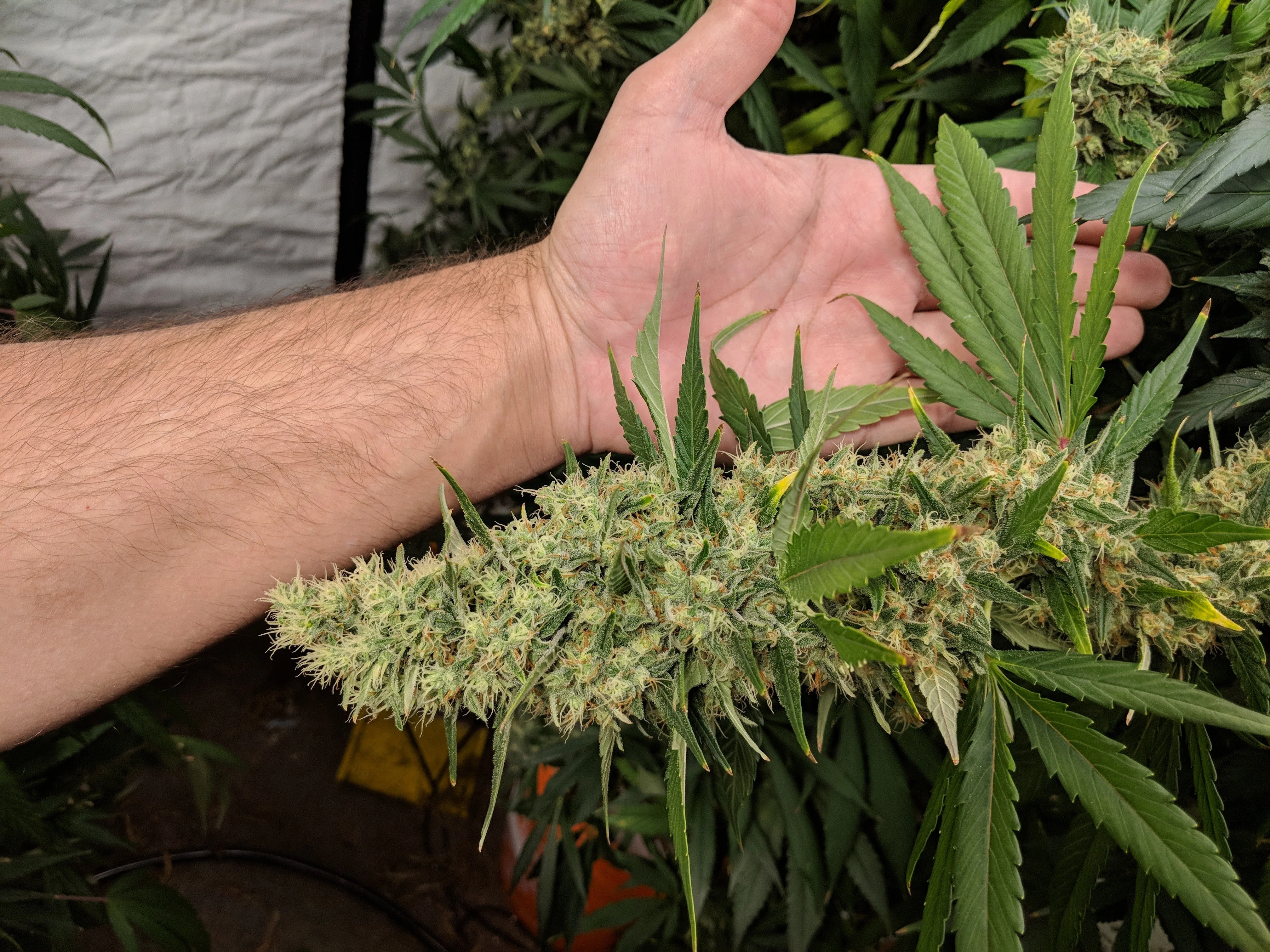 PURE FUEL Pro Line - GROW Formula 25LB - Image 4