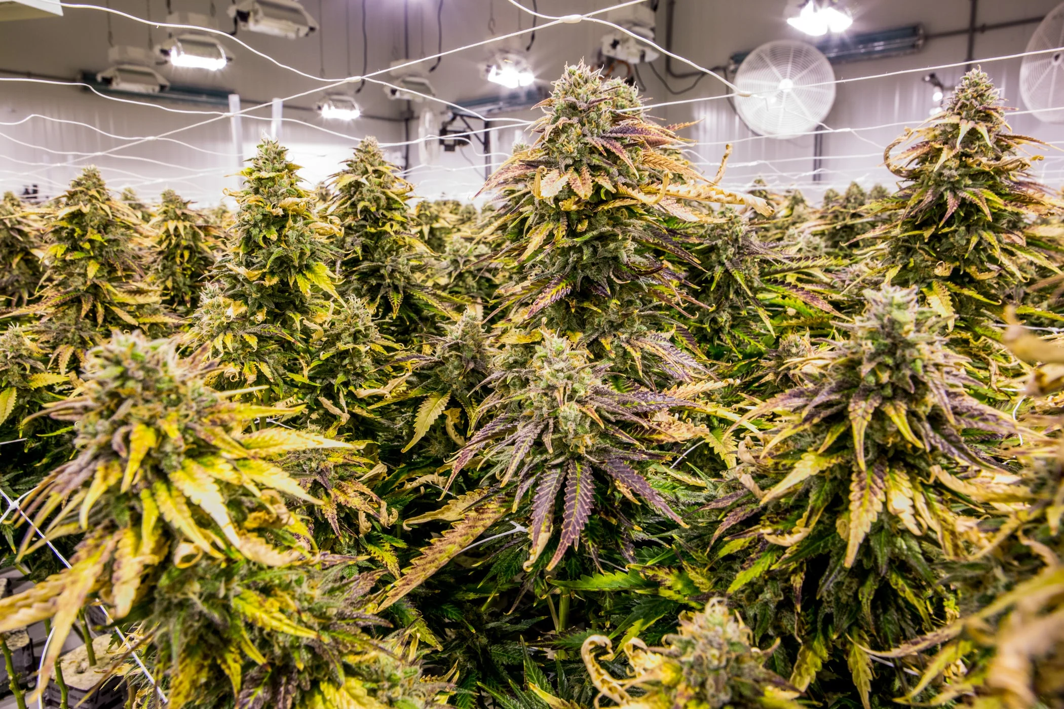 PURE FUEL Pro Line - GROW Formula 25LB - Image 7