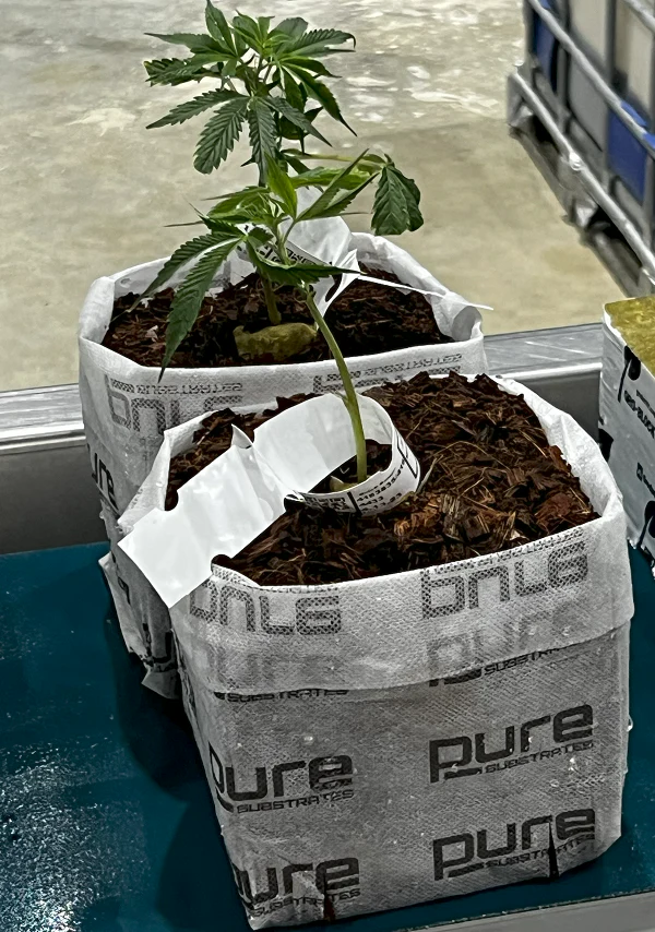 PURE SUBSTRATES 1 Gallon Grow Bag Open Top - HIGH POROSITY, Buffered + Superwashed - Image 3