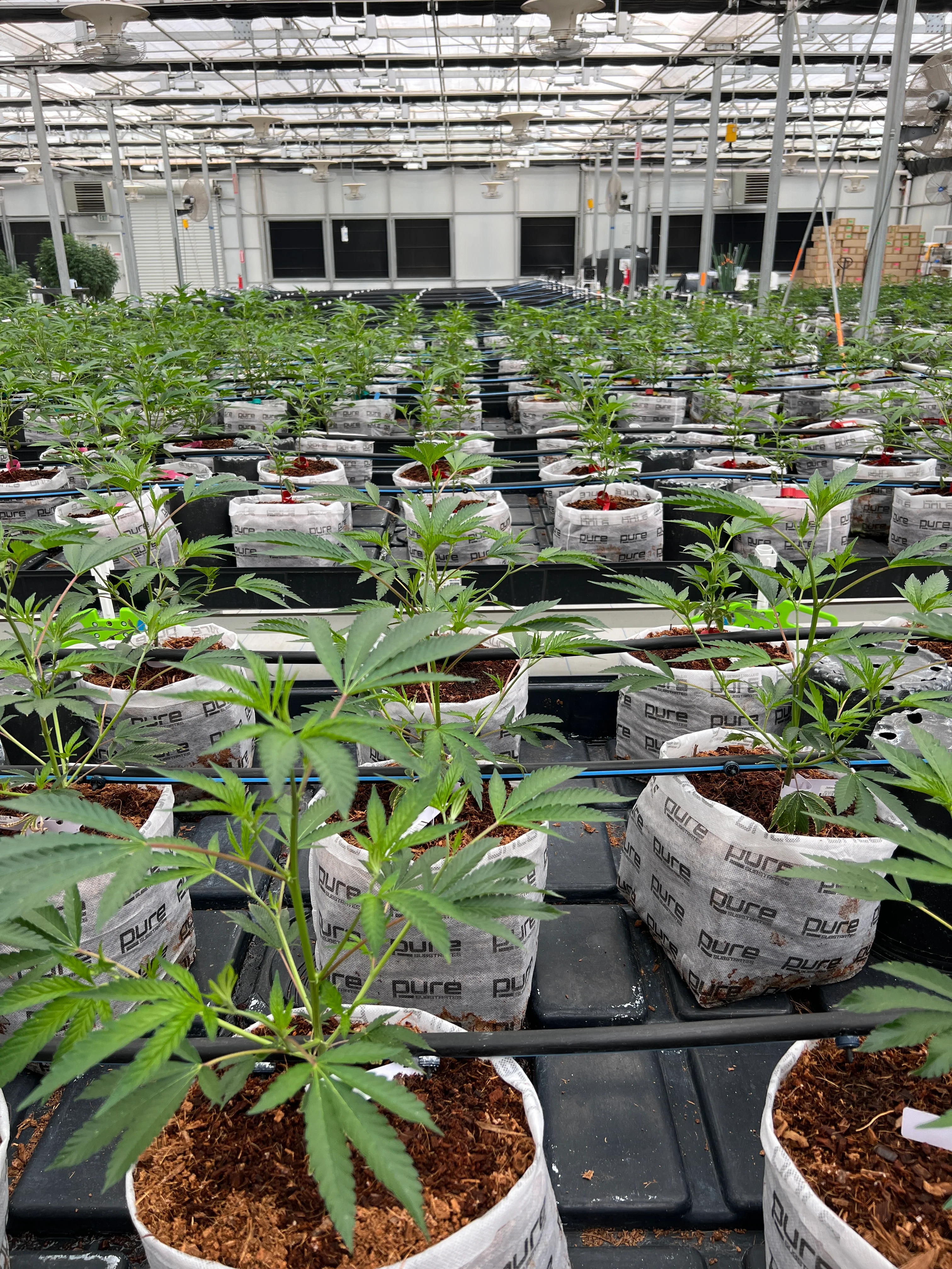 PURE SUBSTRATES 2 Gallon Grow Bag Open Top - HIGH POROSITY, Buffered + Superwashed - Image 3