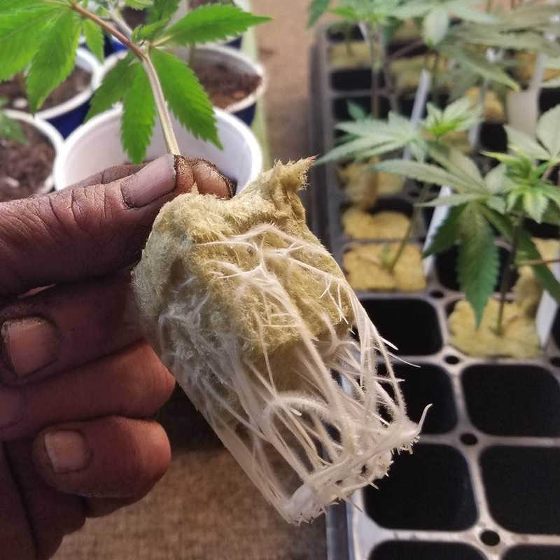 Grodan A-OK 36/40 1.5 in x 1.5 in Plugs - 30/case - Unwrapped - Image 4