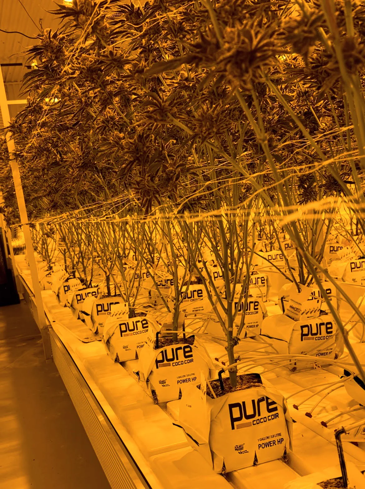 PURE SUBSTRATES 1 Gallon Grow Bag - HIGH POROSITY, Buffered + Superwashed - Image 4