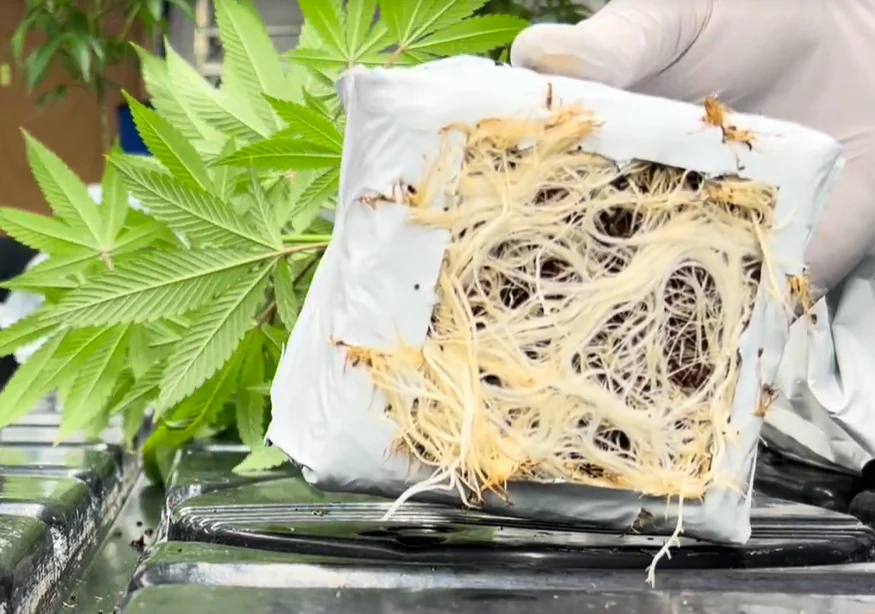 PURE SUBSTRATES Plastic 4" Starter Block, Buffered + Superwashed (192/case) - Image 3