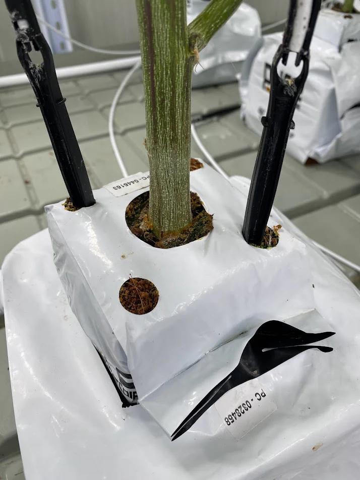 PURE SUBSTRATES Plastic 4" Starter Block, Buffered + Superwashed (192/case) - Image 4