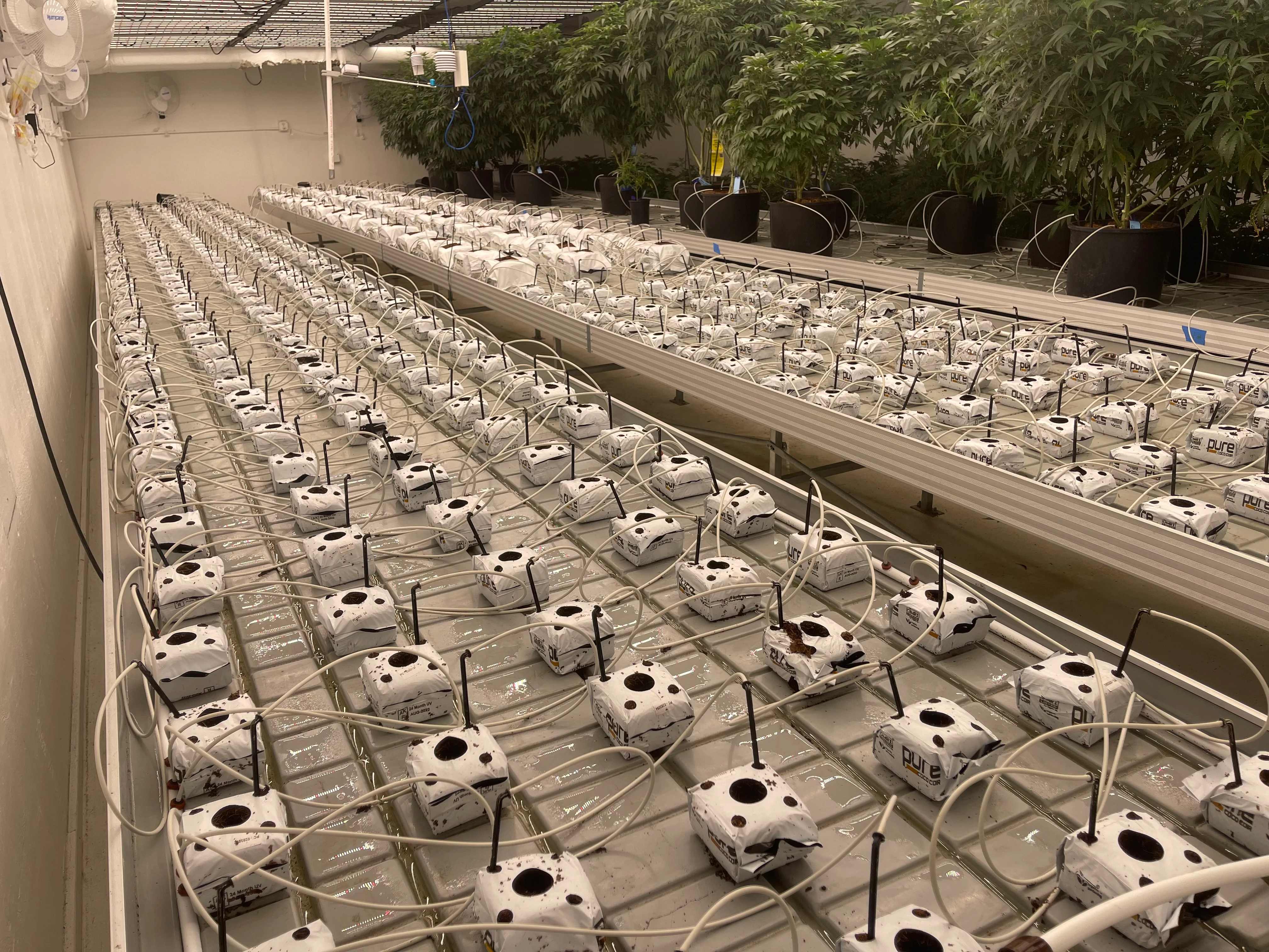 PURE SUBSTRATES Plastic 4" Starter Block, Buffered + Superwashed (192/case) - Image 5