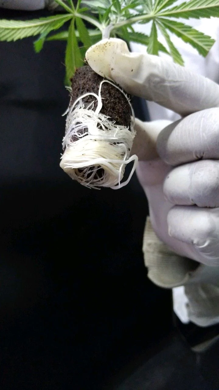 PURE FUEL Pro Line - IGNITE+ Rooting Gel - Image 4